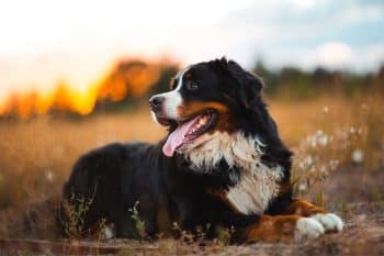 15 Laid-Back Dog Breeds That Instantly Steal The Spotlight