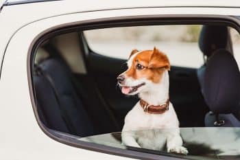 15 Reasons Dogs Love to Stick Their Head Out the Window