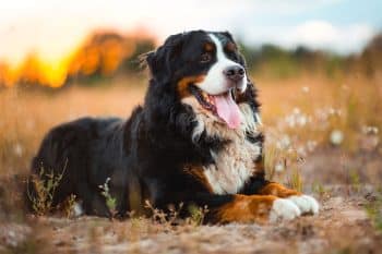 11 Soft-Tempered Dogs With Kind Hearts