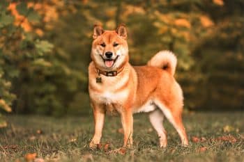 9 Brave Dog Breeds That Stand Strong