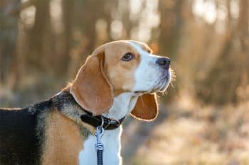 13 Gentle Dog Breeds That Turn Heads Instantly