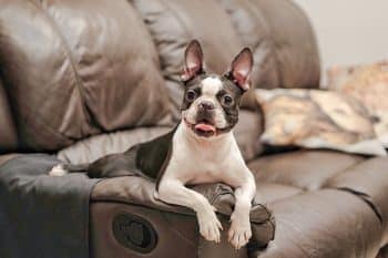 11 Dog Breeds With So Much Personality They Could Star in a Sitcom