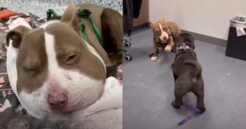 Rescuers Shocked by What They Found Stuck in Her Neck