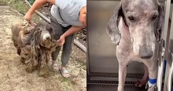 Dog Rescued After 4 Years Trapped in Filth and Covered in Maggots
