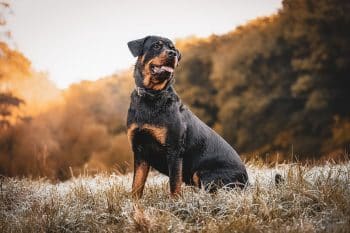 9 Brave Dog Breeds That Stay Strong Always