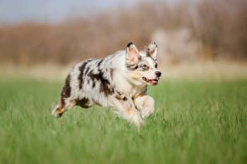 11 High-Energy Dog Breeds That Create Nonstop Action