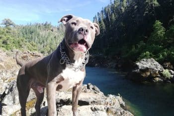 11 Spirited Dog Breeds That Make Great Companions