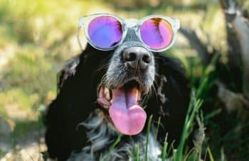 9 Reasons Dogs Suddenly Start Acting Silly