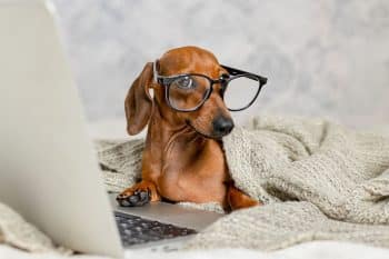 9 Fun Facts About Your Dog’s Behavior