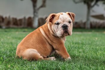 20 Best Foods for Bulldogs with Allergies