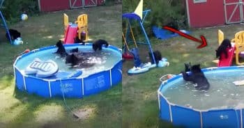 Family Heads to Pool—Surprised to Find an Unexpected Guest Already Enjoying It