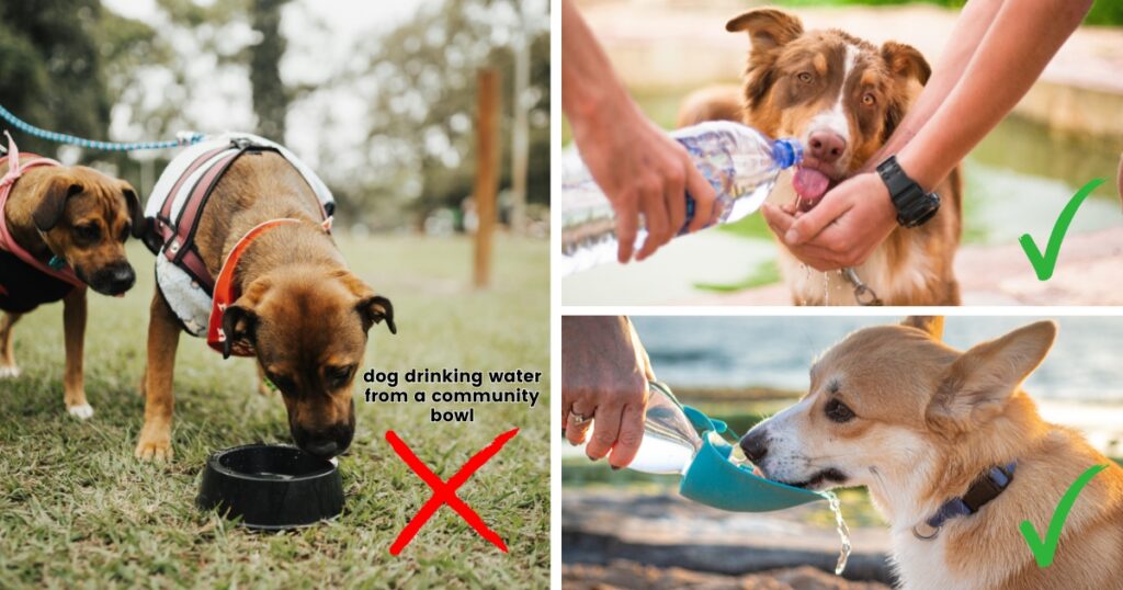 Veterinary Alert: Why Communal Water Bowls Pose Hidden Health Risks to Your Dog