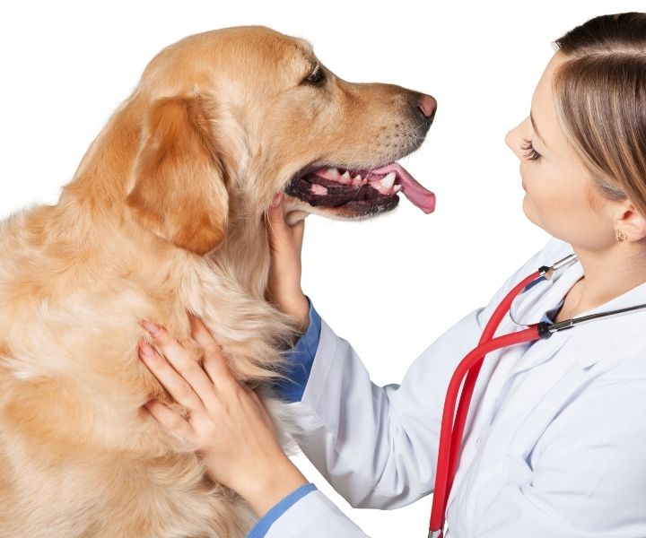 Being a Mother And Practising Veterinary Medicine