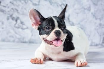 13 Vibrant Dogs That Fill Every Day With Joy