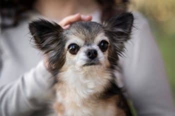 9 Moody Dog Breeds With a Touch of Drama