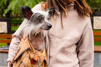 13 Dog Breeds for People Who Need a Quirky Sidekick