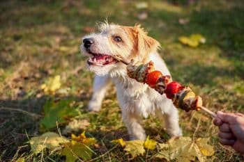 11 Clever Dogs That Might Outsmart You on a Daily Basis