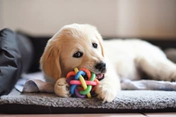 13 Reasons Dogs Hide Their Favorite Toys