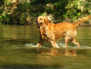18 Golden Retriever Owners Share Best Shampoos for Itchy & Sensitive Skin