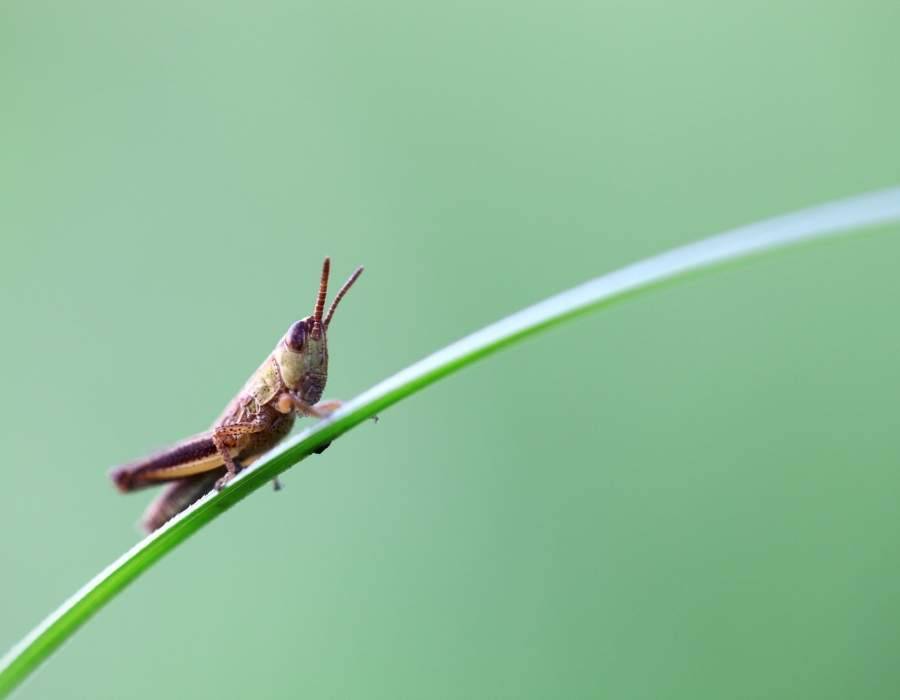 Dead Grasshopper Spiritual Meaning: Decoding Nature’s Silent Message of Transformation
