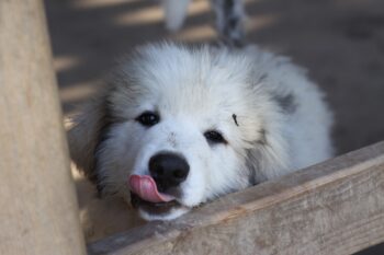 10 Secrets to Stop Your Great Pyrenees from Barking