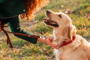 13 Loyal Dog Breeds That Never Dare to Stray