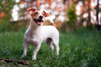 11 Playful Dog Breeds That Bring the Laughs
