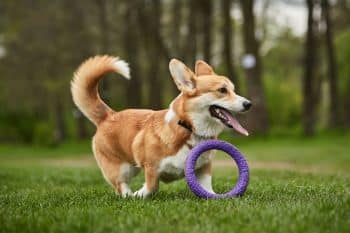 You’ll Love the Fun These 13 Playful Dog Breeds Bring to Life