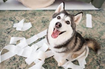 13 Mischievous Dog Breeds That Know Exactly What They’re Doing
