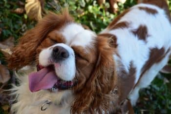 Top 11 Dog Breeds That Are All About Being Cute