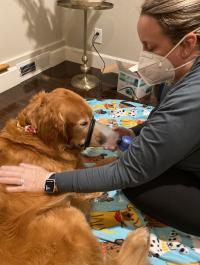 Golden Retriever Defies Terminal Cancer Diagnosis Through Groundbreaking Immunotherapy Trial