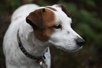 10 Secrets to Stop Your Jack Russell from Barking