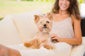 15 Snuggly Dog Breeds That Warm Every Lap