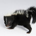 The Skunk World: It’s Not All Black & White