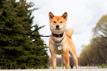 15 Legendary Dog Breeds With Epic Backstories