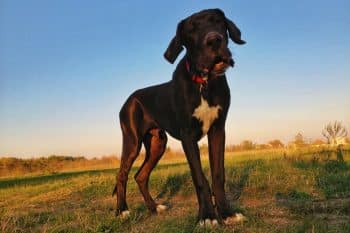 13 Compassionate Dog Breeds That Make You Feel Understood