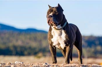 15 Brave Dog Breeds With Unbreakable Spirit