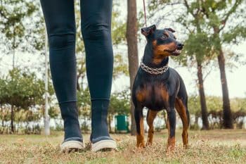 13 Ultimate Dog Breeds That Stay Devoted for a Lifetime