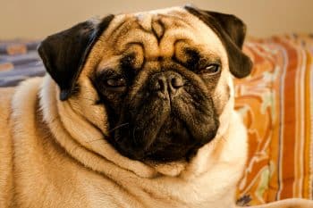 11 Laid-Back Dog Breeds That Suit Every Lifestyle