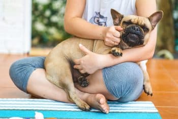 13 Cuddly Dog Breeds That Love to Laze in Laps