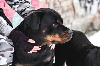 9 Brave Dog Breeds With Hearts Too Big to Hide