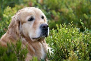 11 Ways to Keep Your Senior Dog Active