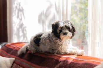 9 Quiet Dog Breeds Every Apartment Dweller Should Know