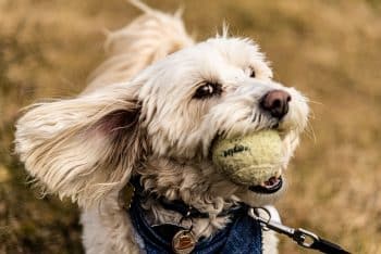 13 Signs Your Dog Is in a Playful Mood