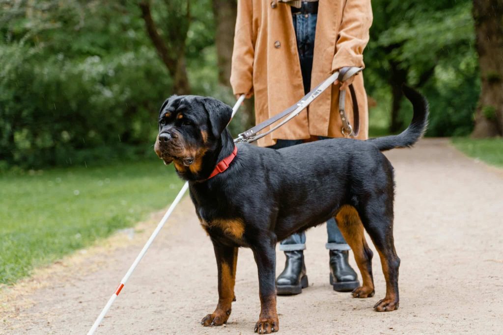 11 Top Dog Breeds To Protect Against Burglars