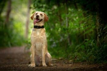 When Do Labrador Retrievers Reach An Old Age?