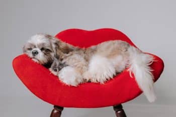 9 Delicate Dog Breeds for Laid-Back Living