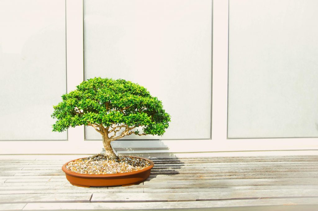 Unveiling the Sacred Wisdom: How Bonsai Trees Connect Us to Ancient Spiritual Traditions