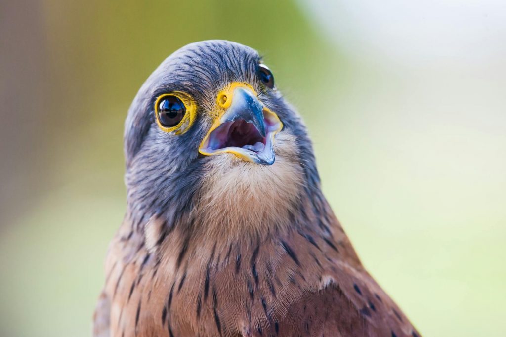 Beyond the Veil: What Finding a Dead Kestrel Reveals About Your Spiritual Journey