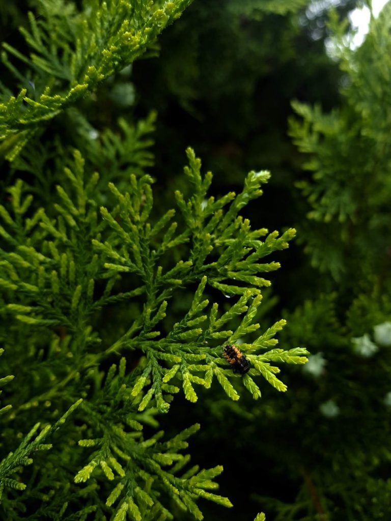 Unlock the Sacred Power of Cedar Trees: Ancient Spiritual Secrets That Will Transform Your Life